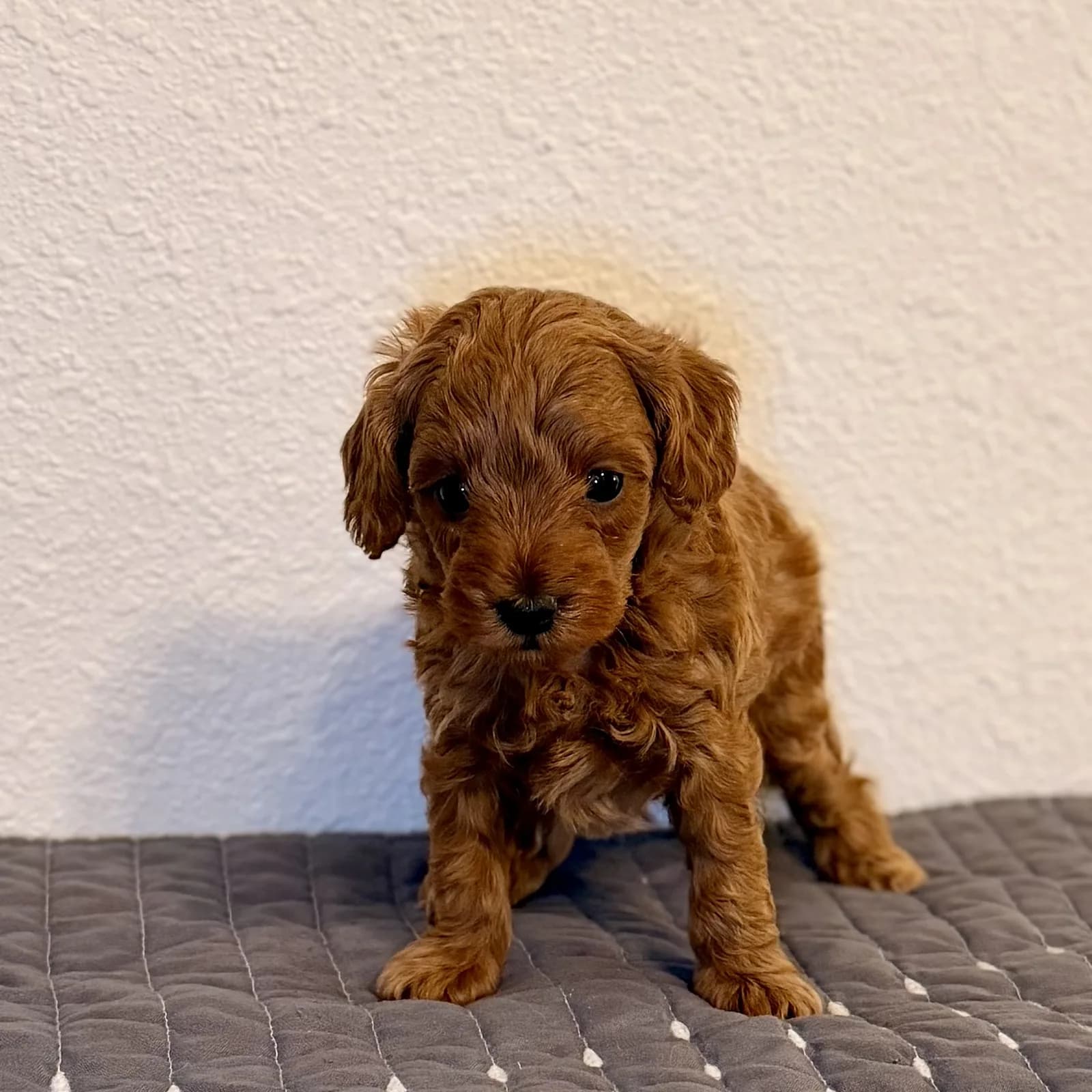 Goldendoodle puppy