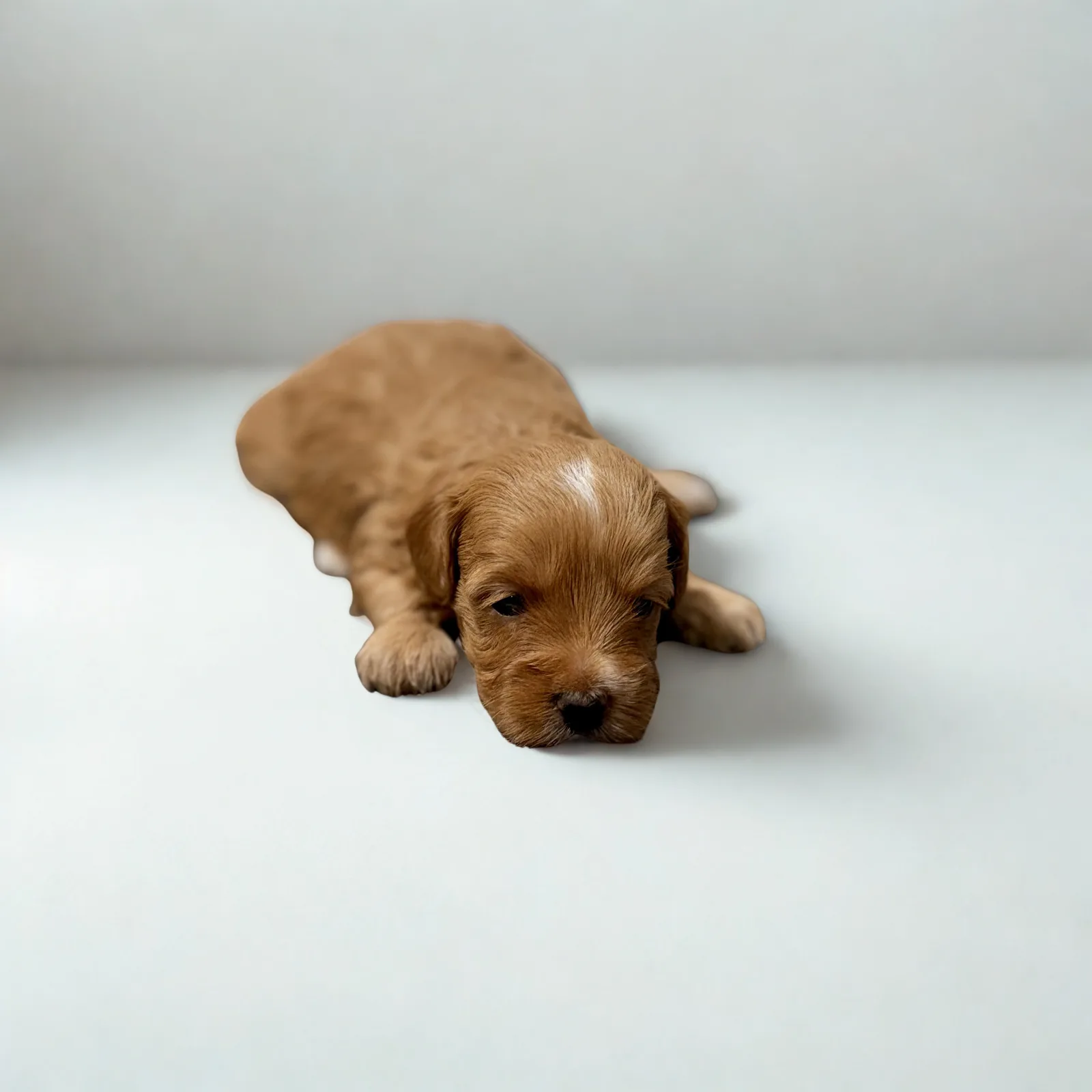 Maltipoo named Luna