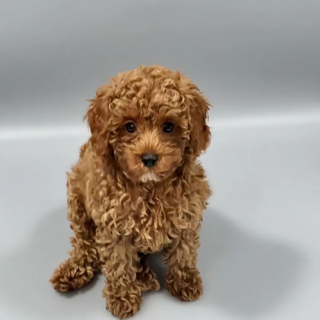 Poodle puppy Biscuit