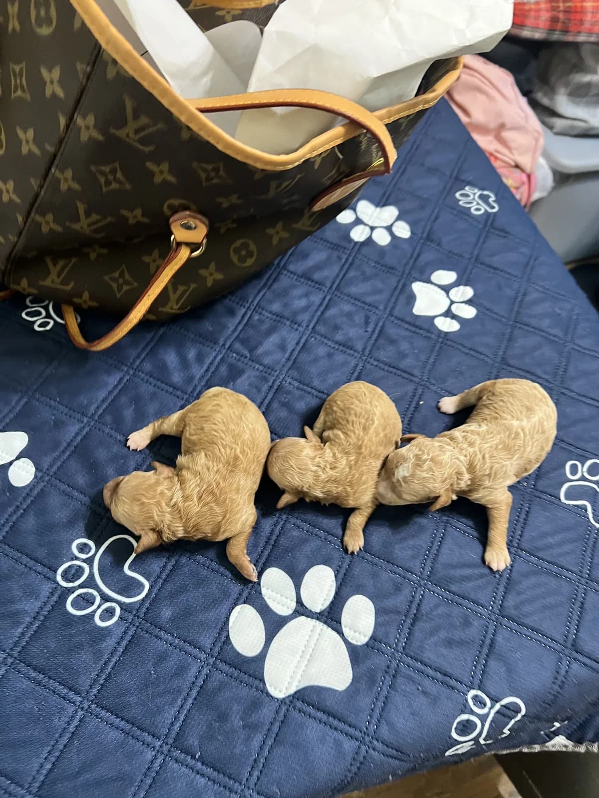 Toy & Mini Poodles